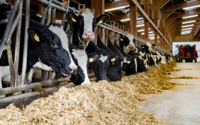 Stabulation vaches allaitantes dans les Vosges : comment aménager ses bâtiments ?